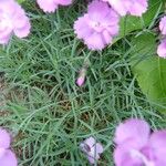 Dianthus gratianopolitanus Övriga