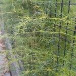 Asparagus verticillatus ഇല