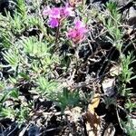 Thymus dolomiticus Leaf