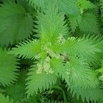Urtica pilulifera Blatt