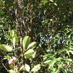 Syzygium vieillardii অভ্যাস