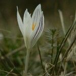 Crocus reticulatus 花