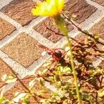 Crepis vesicaria Alkat (teljes növény)