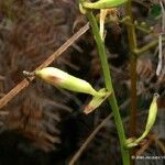 Achlydosa glandulosa