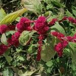 Amaranthus caudatusFlors