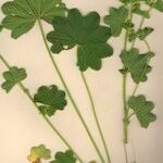 Alchemilla filicaulis ശീലം