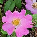 Rosa setigera Virág
