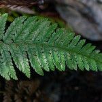 Polystichum californicum