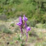 Linaria pelisseriana Flor