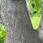 Cercis occidentalis Azala