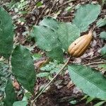 Rothmannia manganjae Fruit