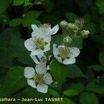 Rubus nemorosus Flower