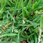 Poa annua 葉