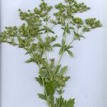 Potentilla intermedia Blomma