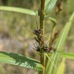 Scleria bracteata Плод