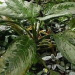 Aglaonema robeleynii Folha