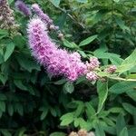 Spiraea douglasii Žiedas