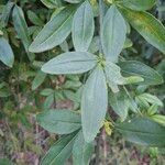 Jasminum mesnyi Leaf