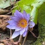 Nymphaea nouchaliBlomst