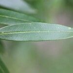 Olea lancea Leaf
