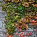 Parthenocissus tricuspidata Blad