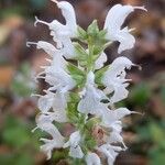Salvia nemorosa Flor