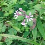 Cuphea racemosa Flower