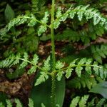 Dryopteris dilatata Лист