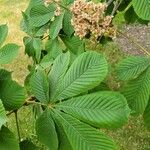 Aesculus turbinata Leaf