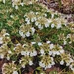 Teucrium montanum Virág
