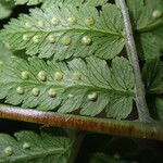 Dryopteris pentheri Blatt