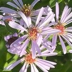 Symphyotrichum novi-belgii