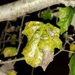 Populus alba Feuille