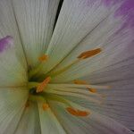 Colchicum speciosum Цвят