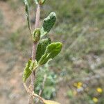 Helianthemum ledifolium Лист