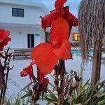 Canna × hybrida 花