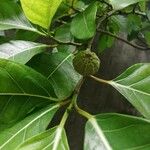 Ficus septica পাতা