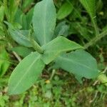 Symphyotrichum laeve Leaf