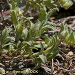 Cistus pouzolzii Celota