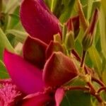 Polygala myrtifolia Цветок