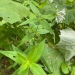 Asperula taurina Hábito