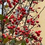 Crataegus laciniata Frucht