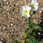 Cistus salviifoliusBloem