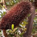 Banksia robur फल