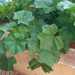 Malva setigera Blatt