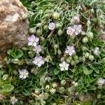 Spergularia rubra Flower