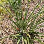 Hesperaloe parviflora Foglia