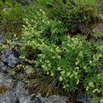 Alchemilla alpigena Blüte