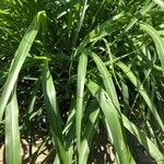 Sorghum halepense Feuille