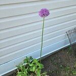 Allium giganteumBloem